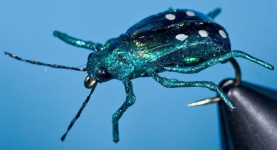 image of tiger_beetle #31