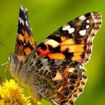 image of animal