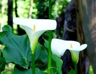 image of giant_white_arum_lily #30