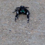 image of wolf_spider