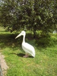 image of pelican