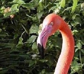 image of animal