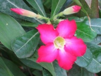 image of flower