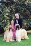image of afghan_hound