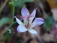 image of flower