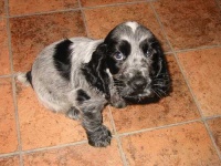 image of english_cocker_spaniel #11