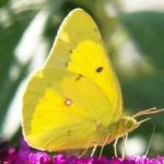 image of animal