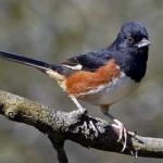 image of bird