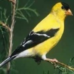 image of bird