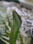 image of green_lizard