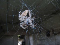 image of barn_spider