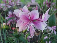 image of flower