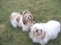 image of shih_tzu
