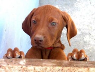 image of vizsla