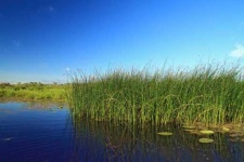 image of wetland