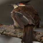 image of bird