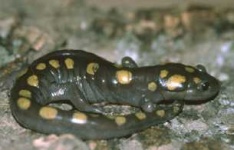 image of spotted_salamander