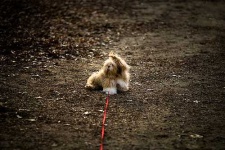 image of lhasa