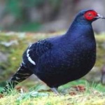image of bird