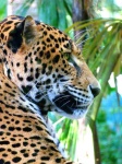 image of animal