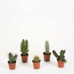 image of cactus