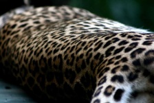 image of animal
