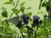 image of cabbage_butterfly