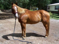 image of sorrel
