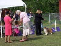 image of shetland_sheepdog