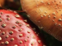 image of agaric