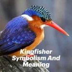image of kingfisher