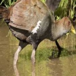 image of bird