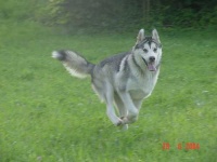 image of malamute