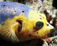 image of puffer