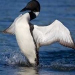 image of bird