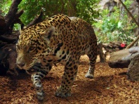 image of jaguar_car