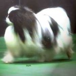 image of japanese_spaniel #6