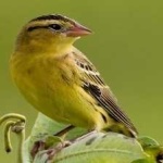 image of bird