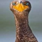 image of bird