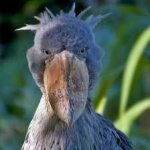 image of bird