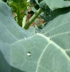 image of broccoli