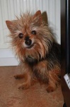 image of australian_terrier