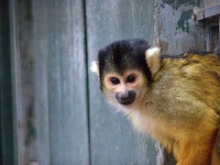 image of squirrel_monkey