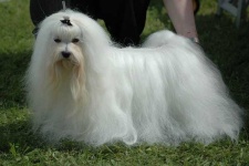 image of maltese_dog