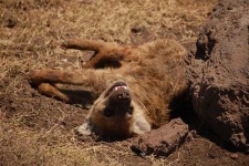 image of hyena