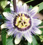 image of Passion flower