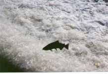 image of coho