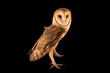 image of animal