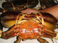 image of king_crab #10