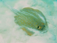 image of stingray